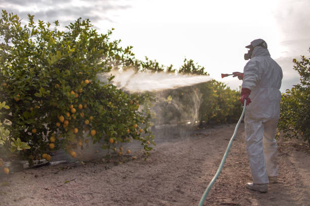 Best Bed Bug Extermination  in Brisbane, CA