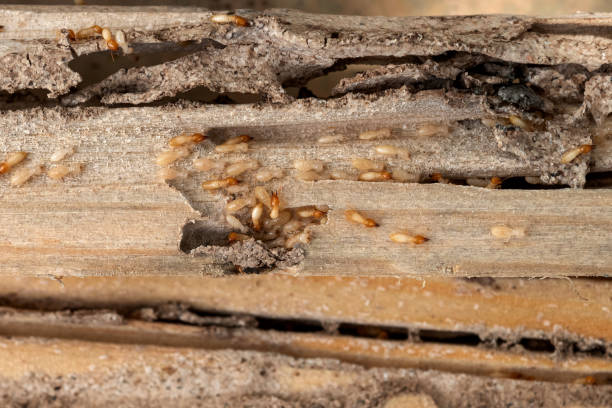 Best Emergency Pest Control  in Brisbane, CA